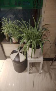 吊兰花很漂亮搬家转让