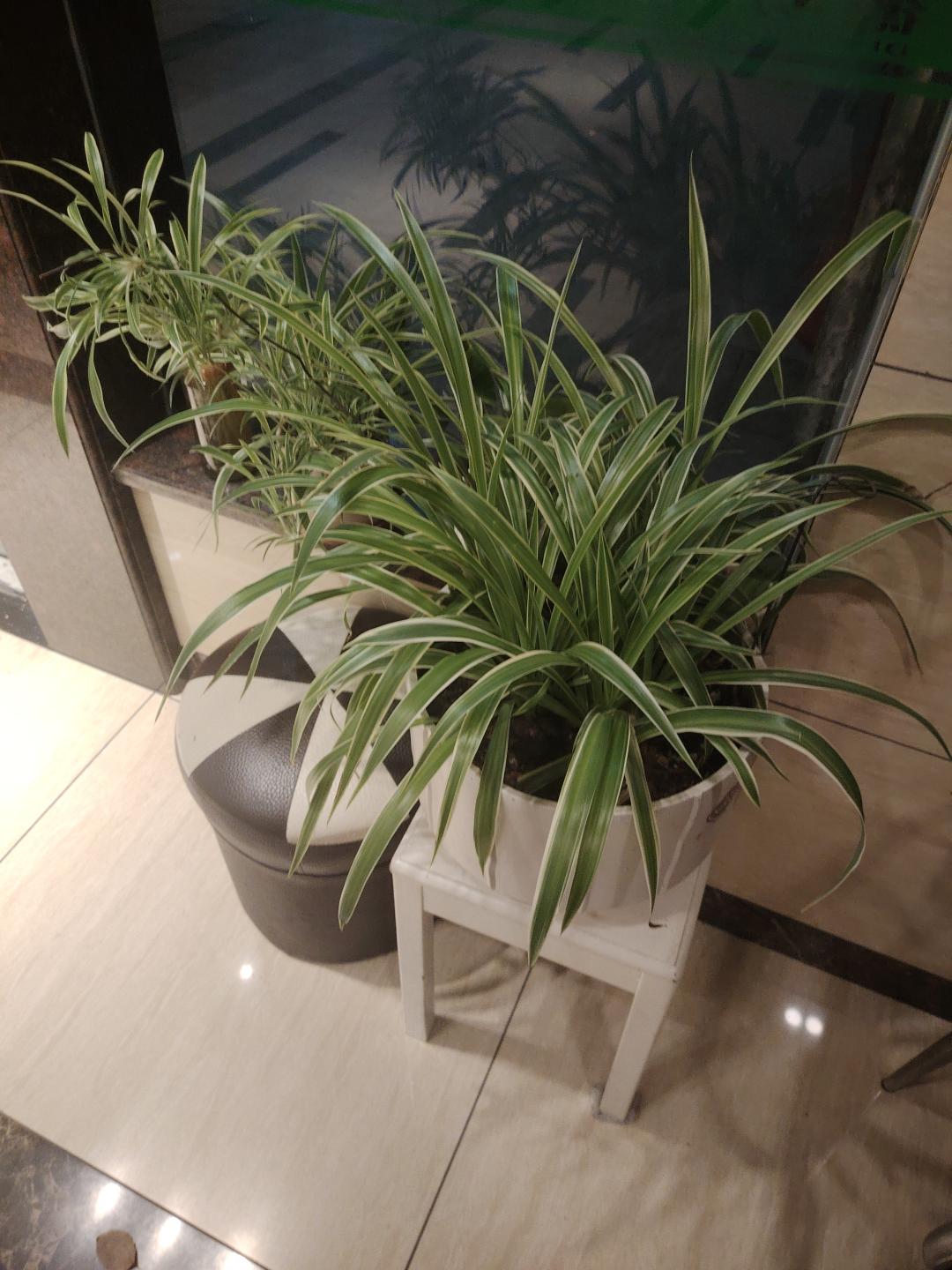 吊兰花很漂亮搬家转让9