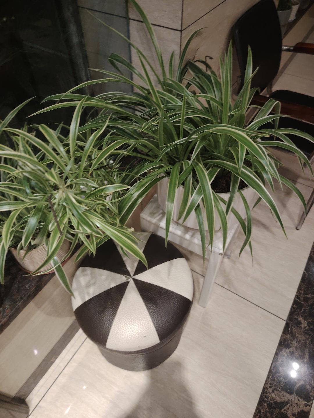 吊兰花很漂亮搬家转让8