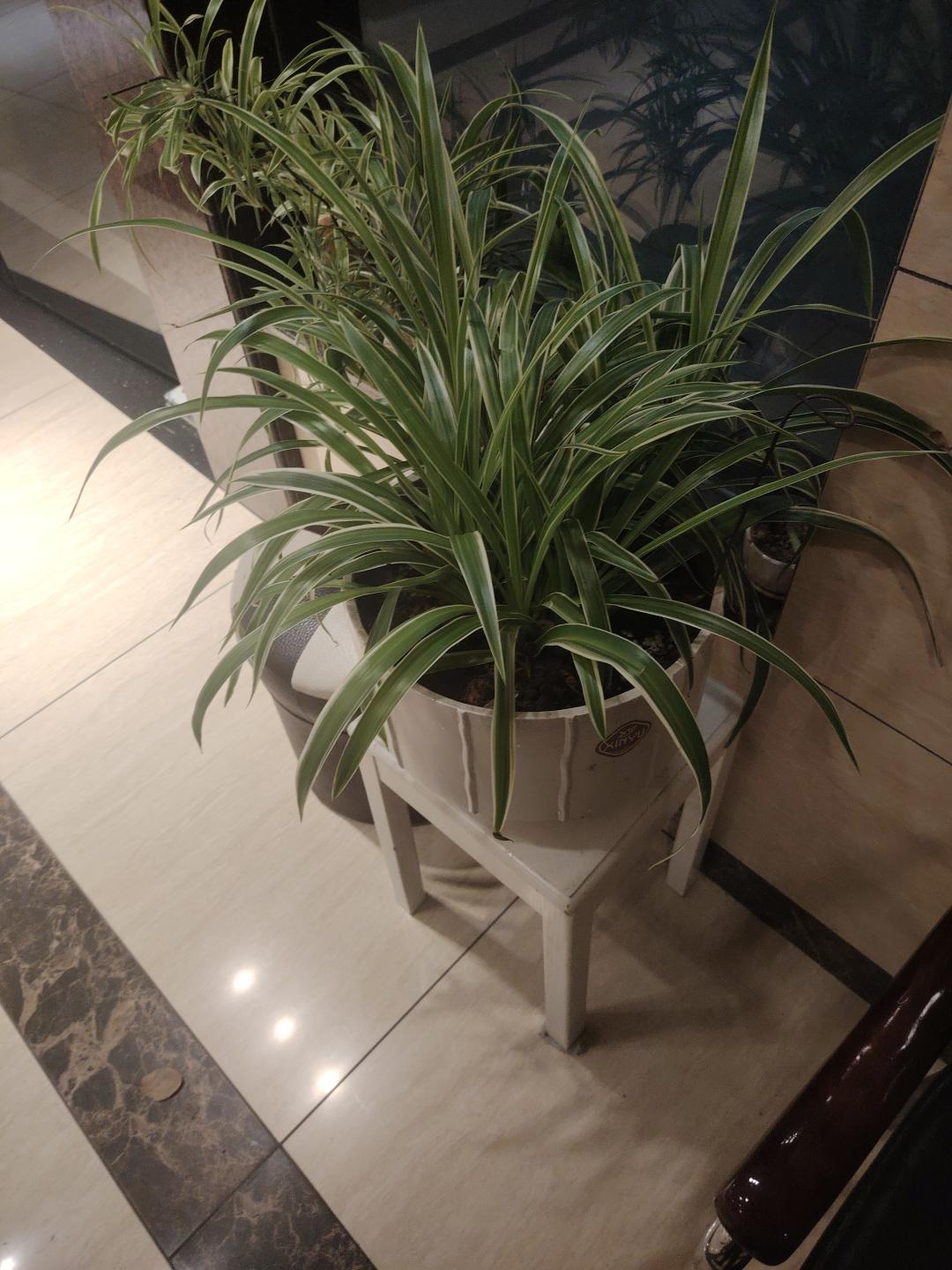 吊兰花很漂亮搬家转让7