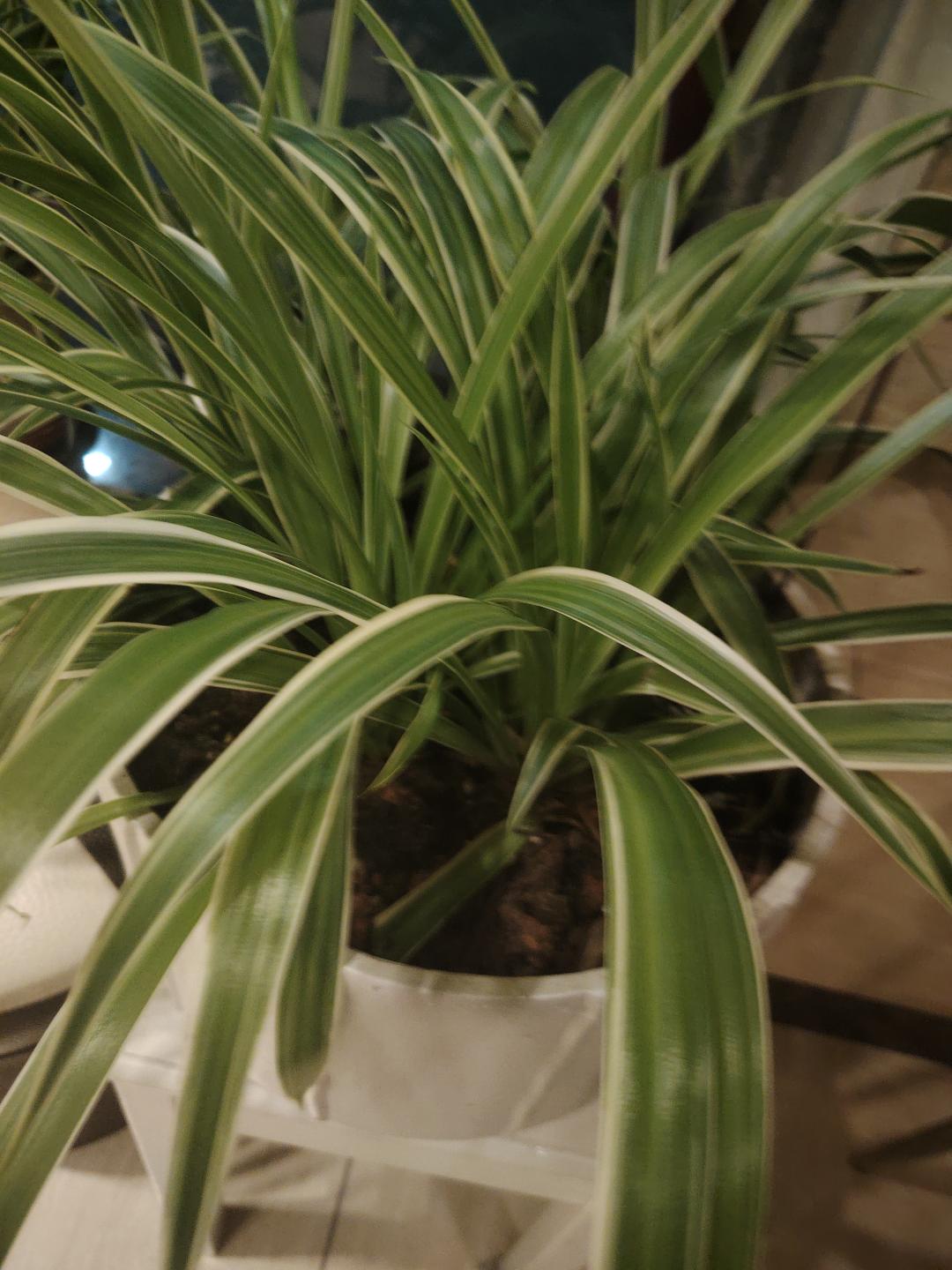 吊兰花很漂亮搬家转让6