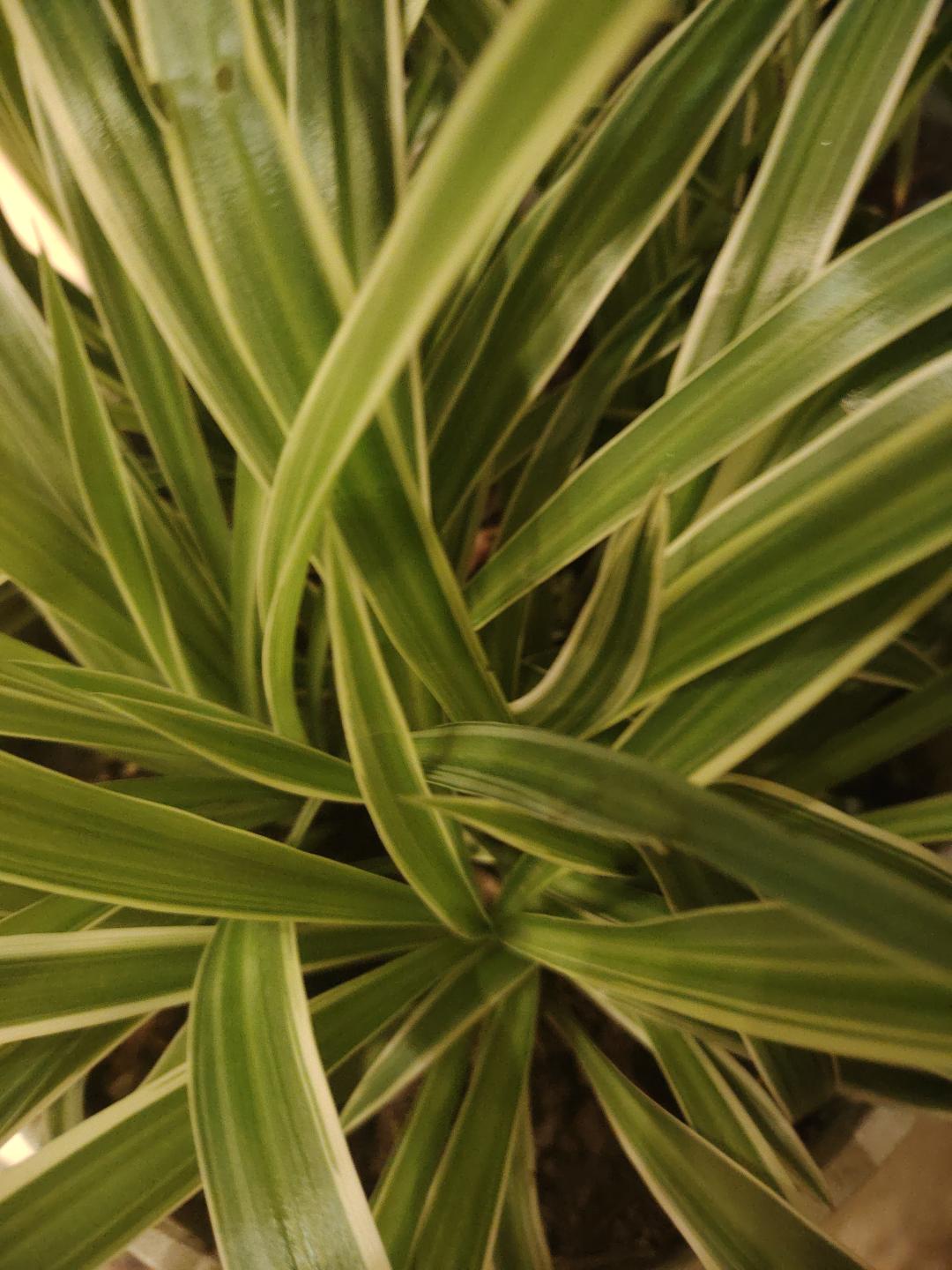 吊兰花很漂亮搬家转让5