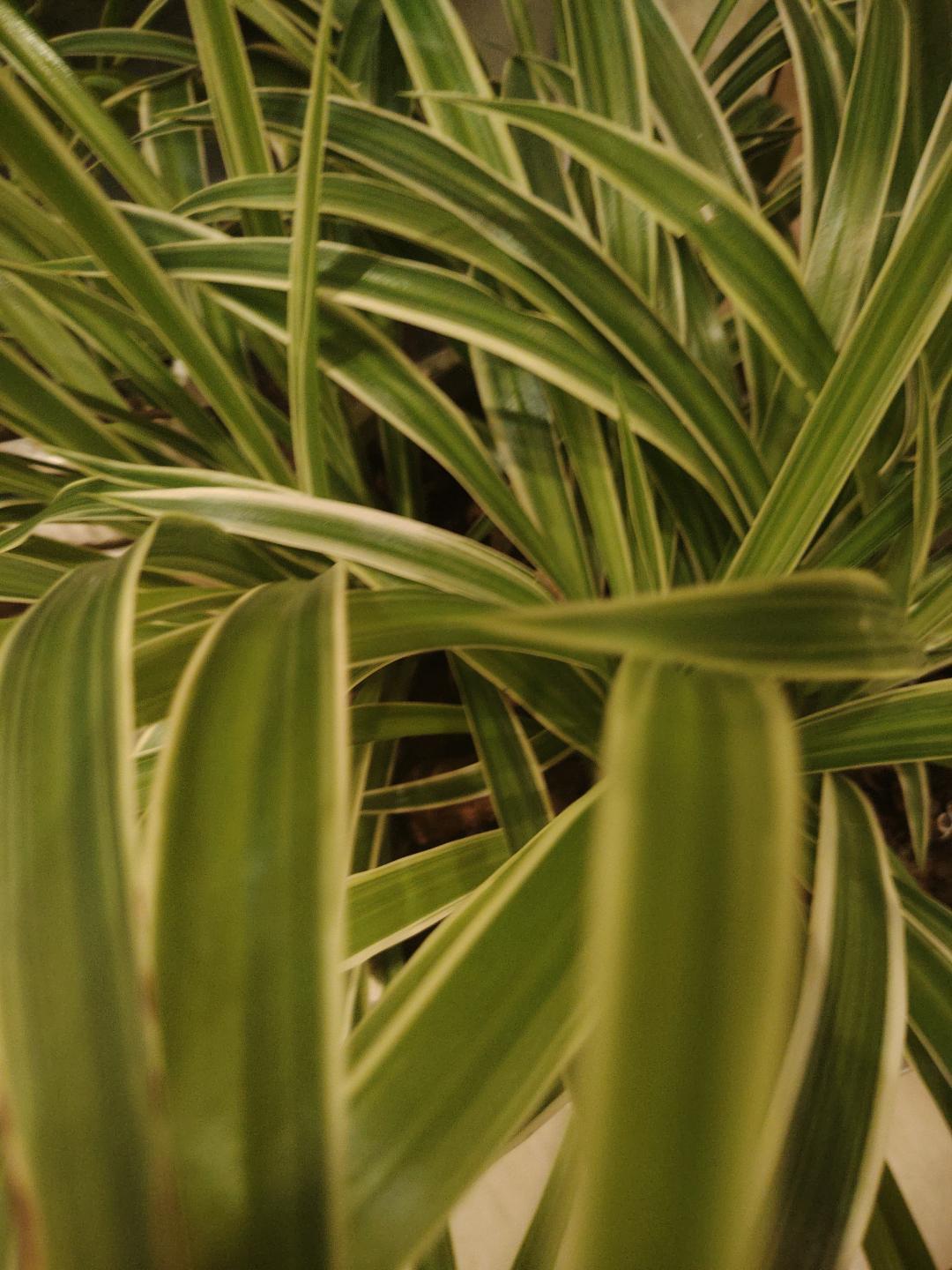 吊兰花很漂亮搬家转让4