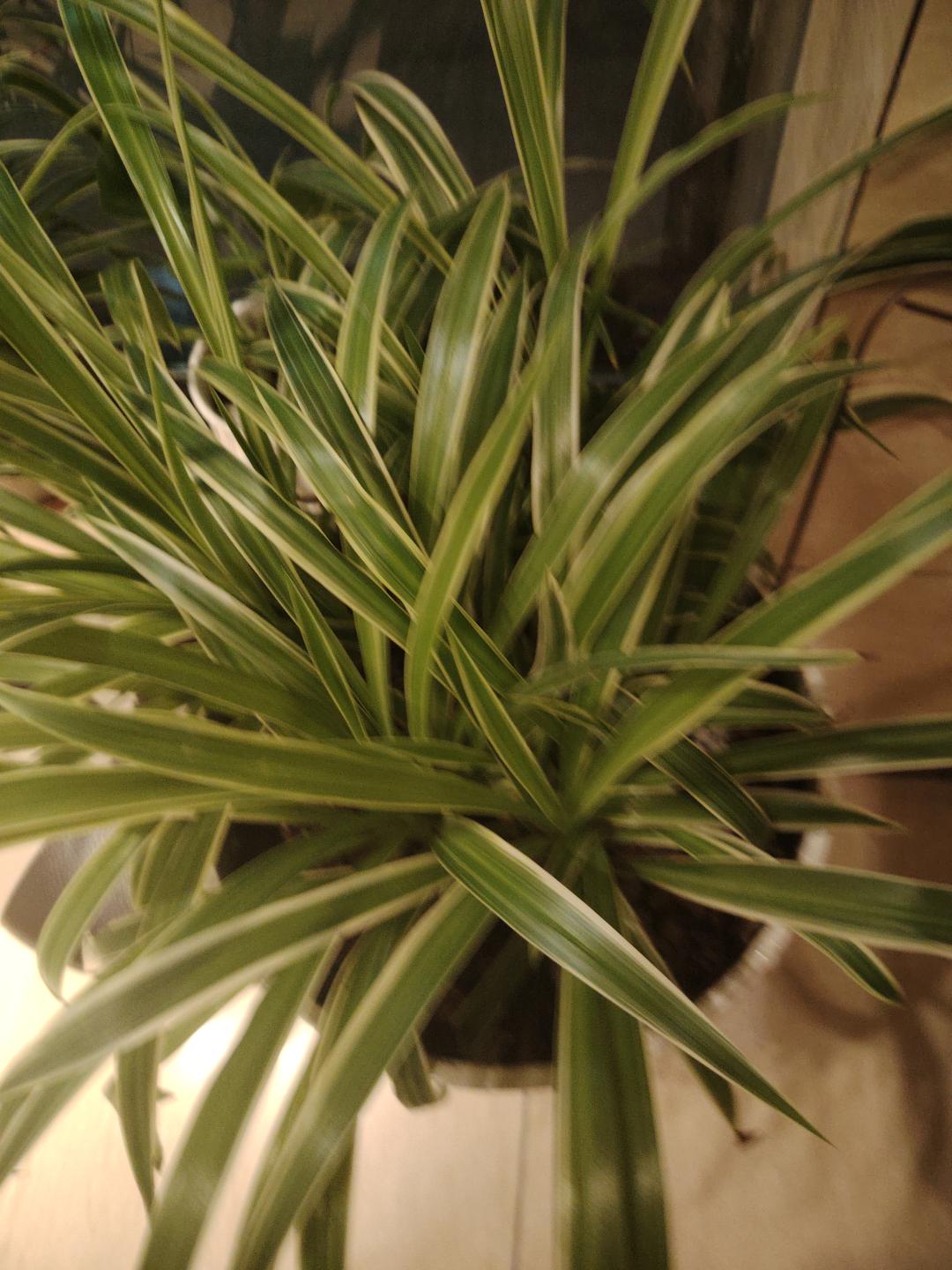 吊兰花很漂亮搬家转让3