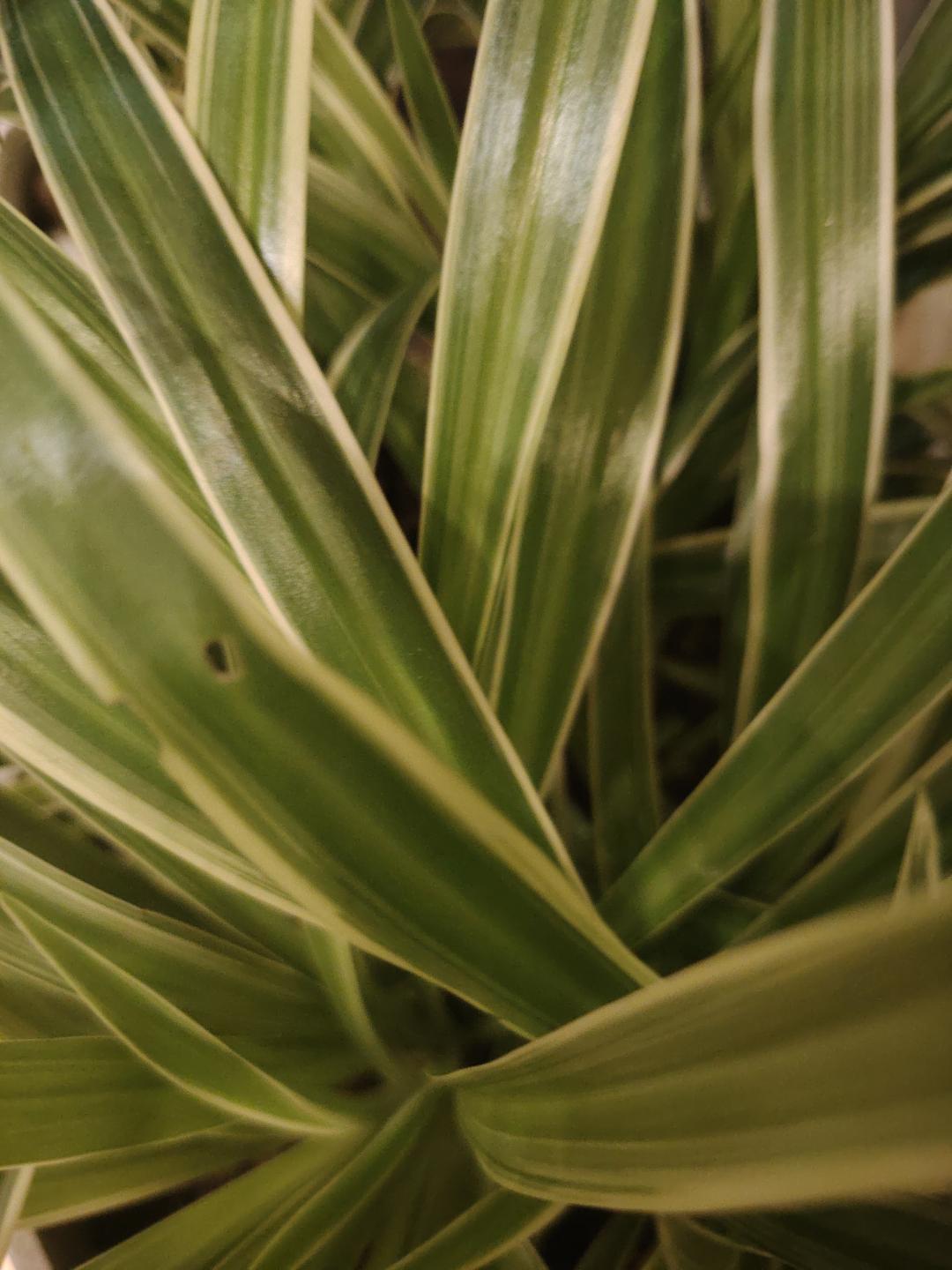 吊兰花很漂亮搬家转让2