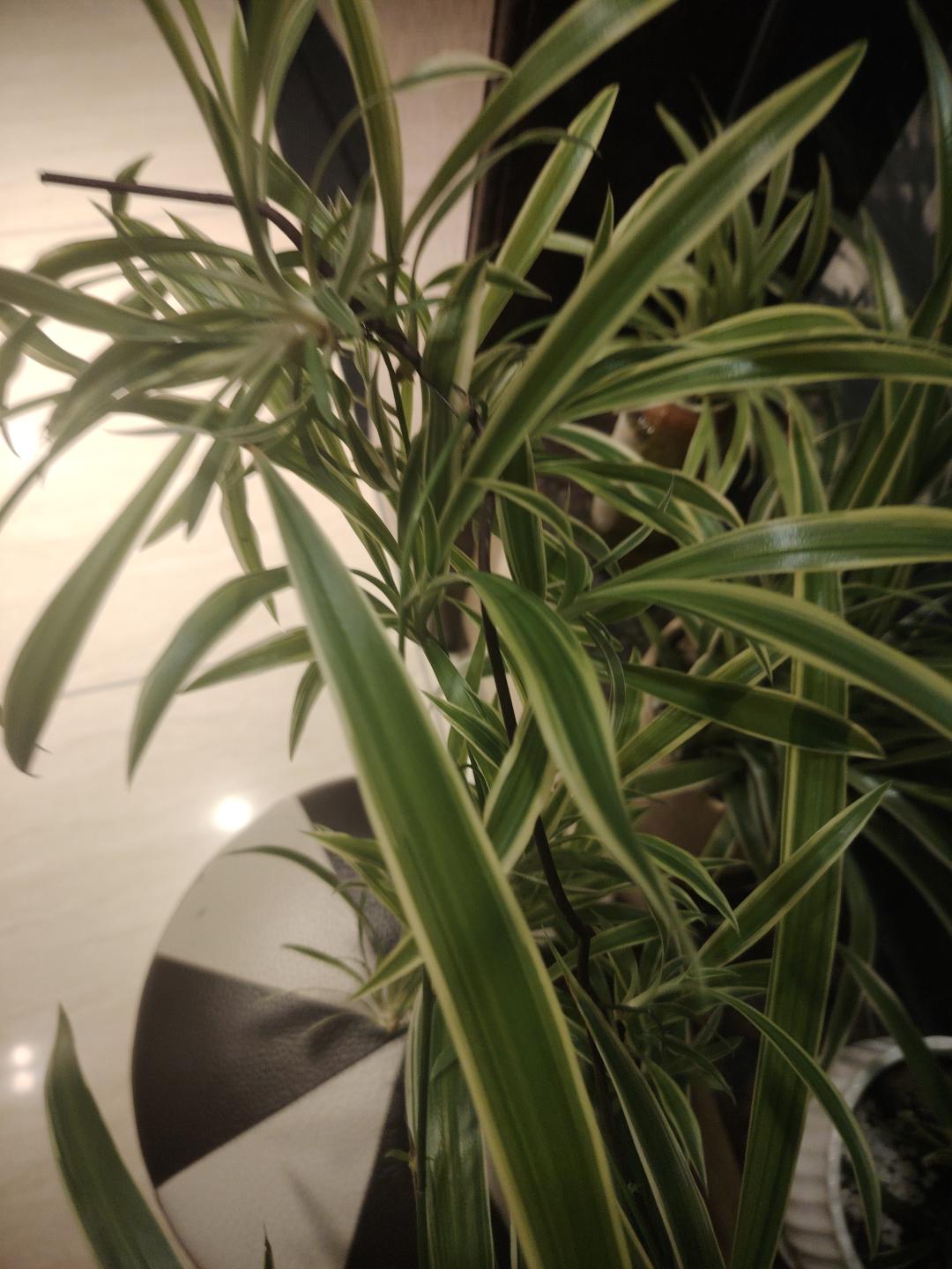 吊兰花很漂亮搬家转让0